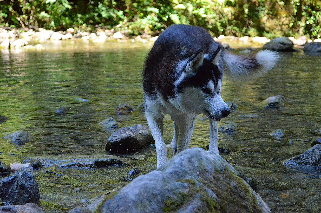 Matsi De L'Igloo Des Sables participe au concours pour gagner de l'argent avec cette photo : alaskan_malamute, canidae, canis, carnivore, dog, dog_breed, east_siberian_laika, lapponian_herder, native_american_indian_dog, northern_inuit_dog, siberian_husky, sporting_group, tamaskan_dog, watercourse, west_siberian_laika, wildlife, wolfdog
