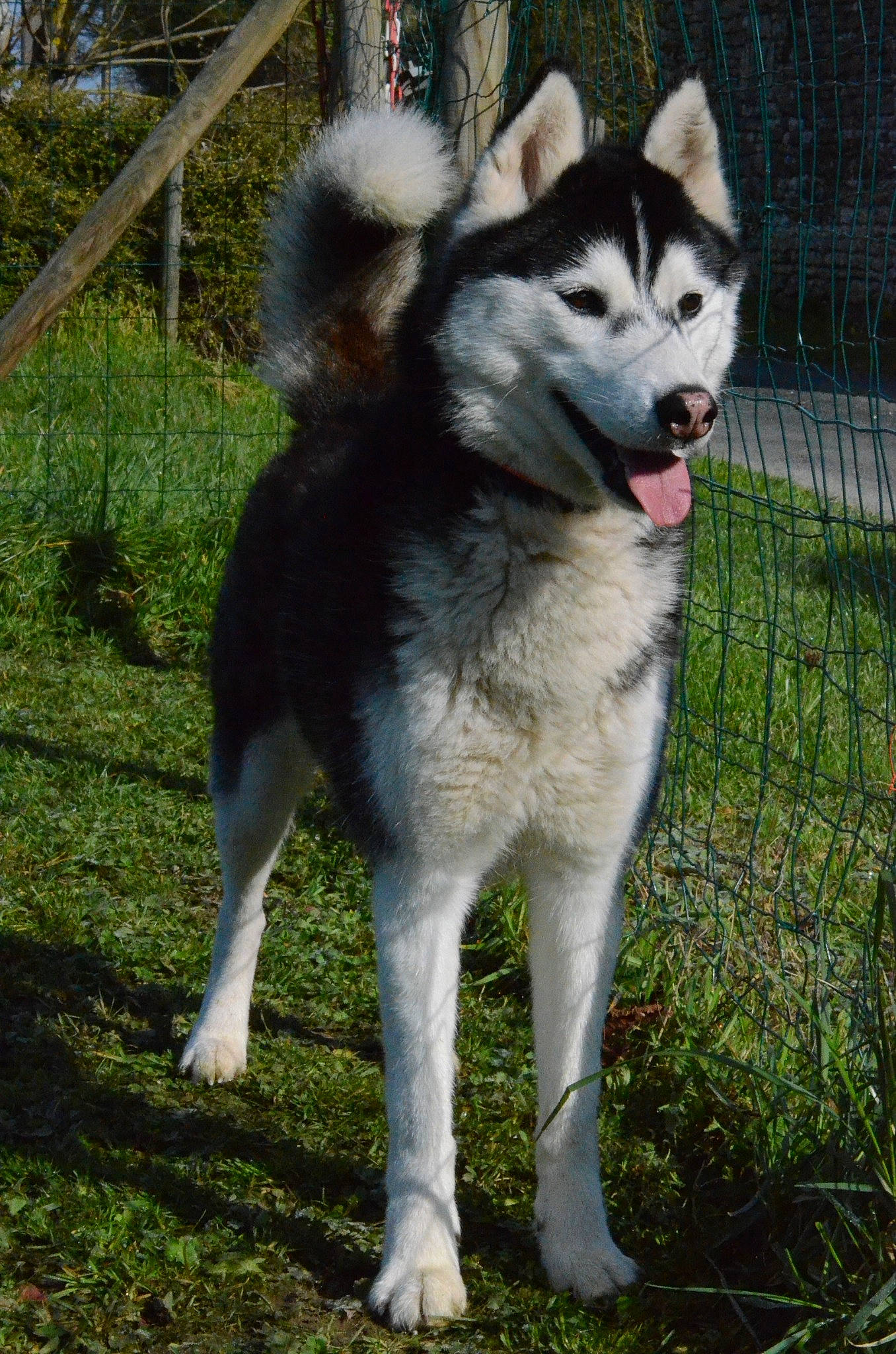 Matsi De L'Igloo Des Sables a rejoint le concours — aidez-le/la à gagner de superbes lots ! alaskan_klee_kai, alaskan_malamute, ancient_dog_breeds, canadian_eskimo_dog, canidae, carnivore, dog, dog_breed, east_siberian_laika, greenland_dog, jamthund, mammal, native_american_indian_dog, northern_inuit_dog, sakhalin_husky, seppala_siberian_sleddog, siberian_husky, snout, vertebrate, west_siberian_laika