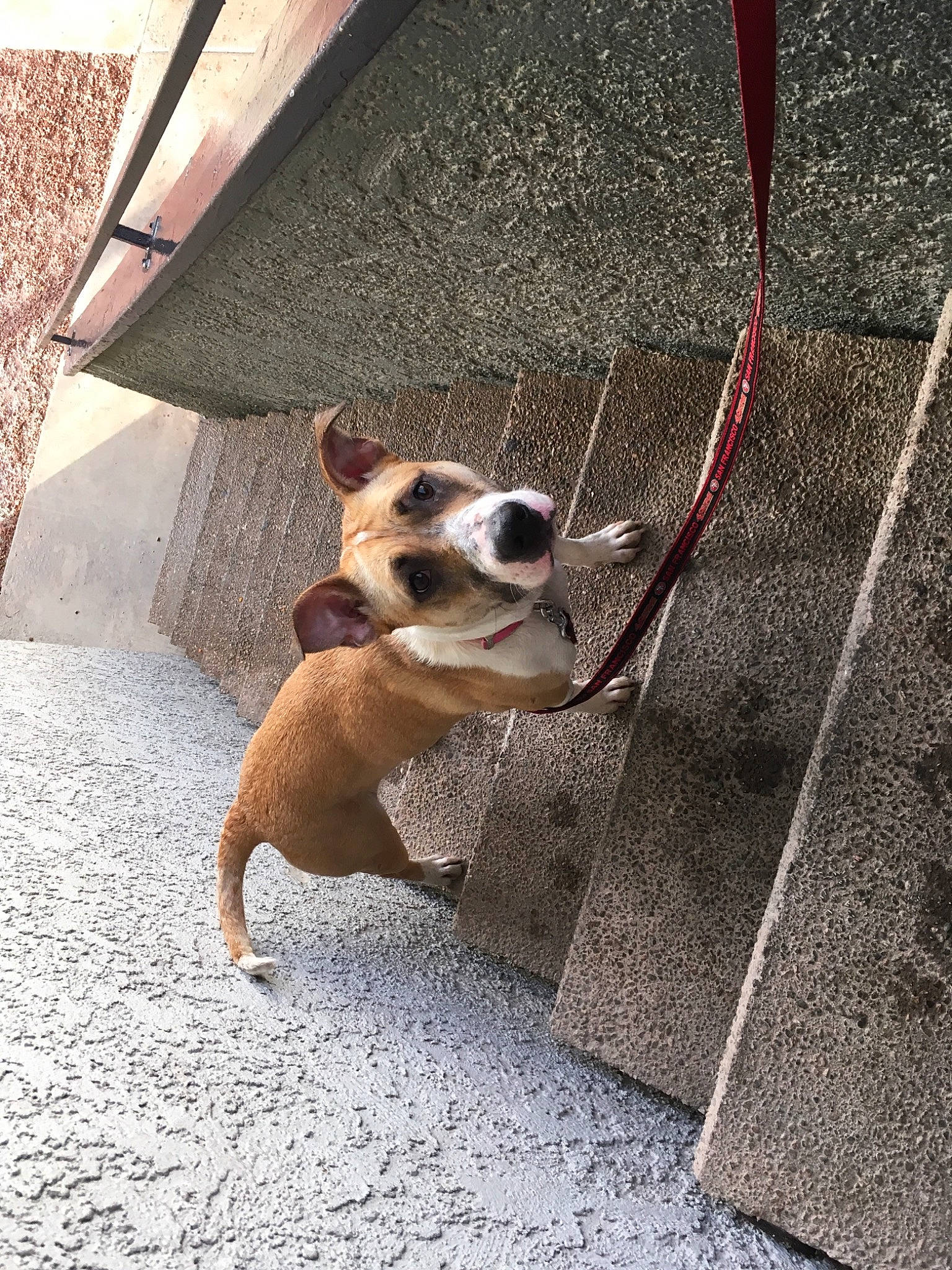 Roxy is registered to the contest to win money with this photo: aspin, canidae, carnivore, dog, dog_breed, fawn, feist, leash, mammal, non_sporting_group, snout, street, street_dog, tail