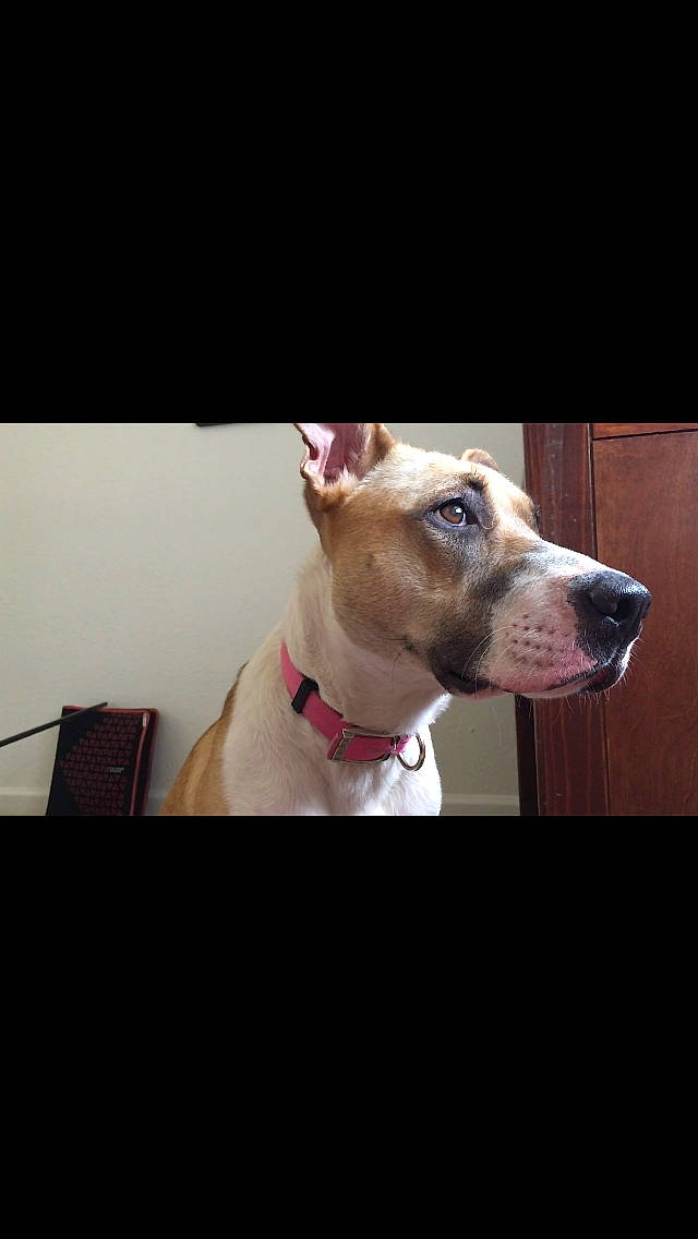 Roxy joined the competition — help win amazing prizes! american_pit_bull_terrier, american_staffordshire_terrier, bully_kutta, canidae, carnivore, collar, dog, dog_breed, dog_collar, ear, fawn, great_dane, mammal, non_sporting_group, nose, pit_bull, snout, sporting_group, vertebrate