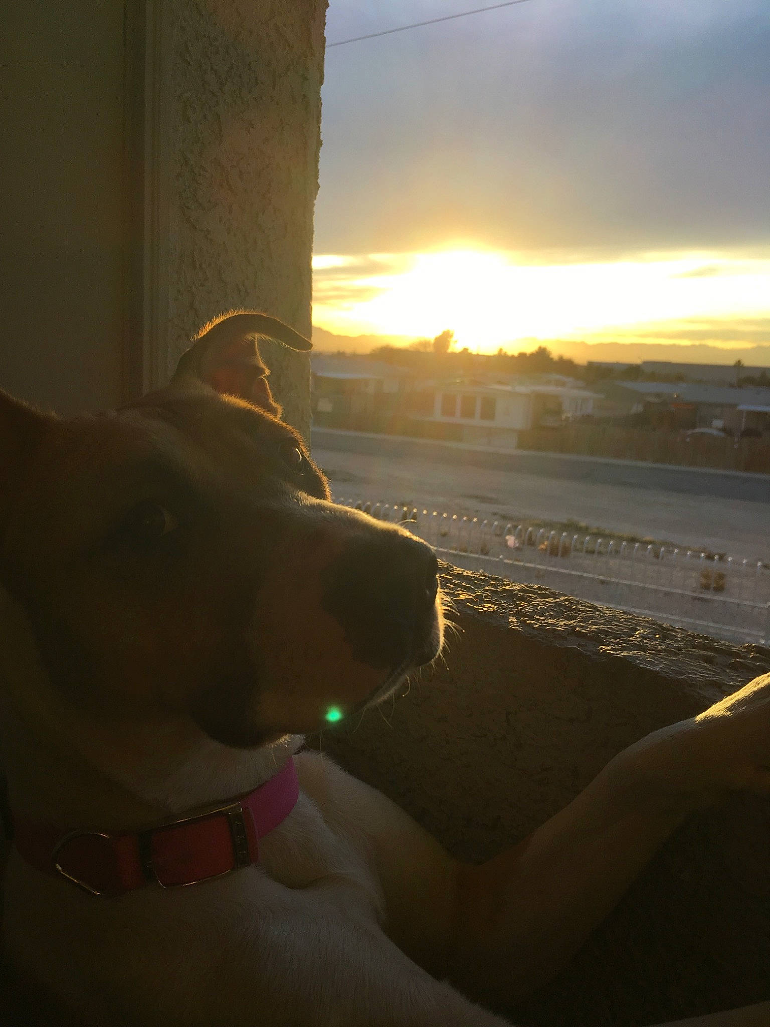 Roxy is registered to the contest to win money with this photo: canidae, carnivore, cloud, dog, evening, fawn, heat, lens_flare, light, morning, sand, sky, sporting_group, sun, sunlight, sunrise, sunset, vacation, window, winter