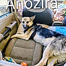animal, apple, blanket, car_interior, dog, door, furniture, german_shepherd, headrest, leash, looking, pet, relaxed, resting, seat, seatbelt, sunlight, transport, vehicle, window