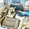 Anozira joined the competition — help win amazing prizes! dog, german_shepherd, car_interior, passenger_seat, seat, window, headrest, seatbelt, dog_harness, relaxed, looking_back, animal, pet, transportation, furniture, fabric, seat_cushion, apple, blanket, daylight