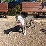 Kingston is registered to the contest to win money with this photo: dog, animal, pet, outdoor, sunlight, bench, fence, dirt_ground, tongue_out, happy, canine, park, daytime, shadow, gray_and_white, four_legs, looking_at_camera, ears, nose, tail