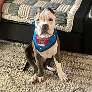 Kingston joined the competition — help win amazing prizes! dog, bandana, sitting, indoor, rug, couch, blanket, pet, canine, paw, fur, ears, face, animal, domestic_animal, home_interior, carpet, looking_at_camera, cute, companion