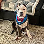 dog, bandana, sitting, indoor, rug, couch, blanket, pet, canine, paw, fur, ears, face, animal, domestic_animal, home_interior, carpet, looking_at_camera, cute, companion