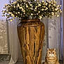 Risotto participe au concours pour gagner de l'argent avec cette photo : cat, cozy, curtain, cute, decor, floor, flowers, fluffy, furniture, home, indoor, orange_cat, pet, plant, shadow, sitting, still_life, tile_floor, white_flowers, wooden_vase