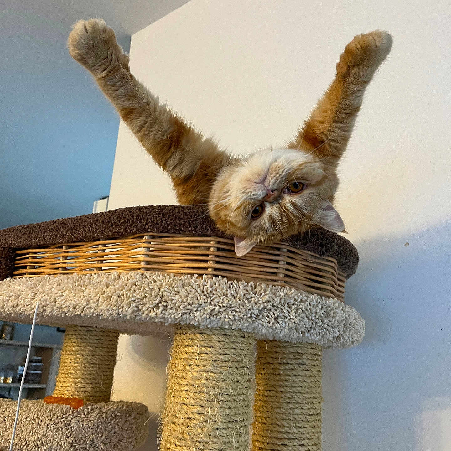 Risotto participe au concours pour gagner de l'argent avec cette photo : animal, cat, cat_tree, claws, cozy, curious, cute, feline, fur, home, indoor, orange_cat, pet, playful, relaxed, scratching_post, stretching, upside_down, whiskers, white_cat