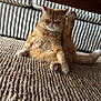 Risotto participe au concours pour gagner de l'argent avec cette photo : carpet, cat, cozy, cute, domestic_animal, expression, feline, floor, fur, home, indoor, orange_tabby, paw, pet, radiator, sitting, stretching, whiskers, wooden_furniture, woven_rug