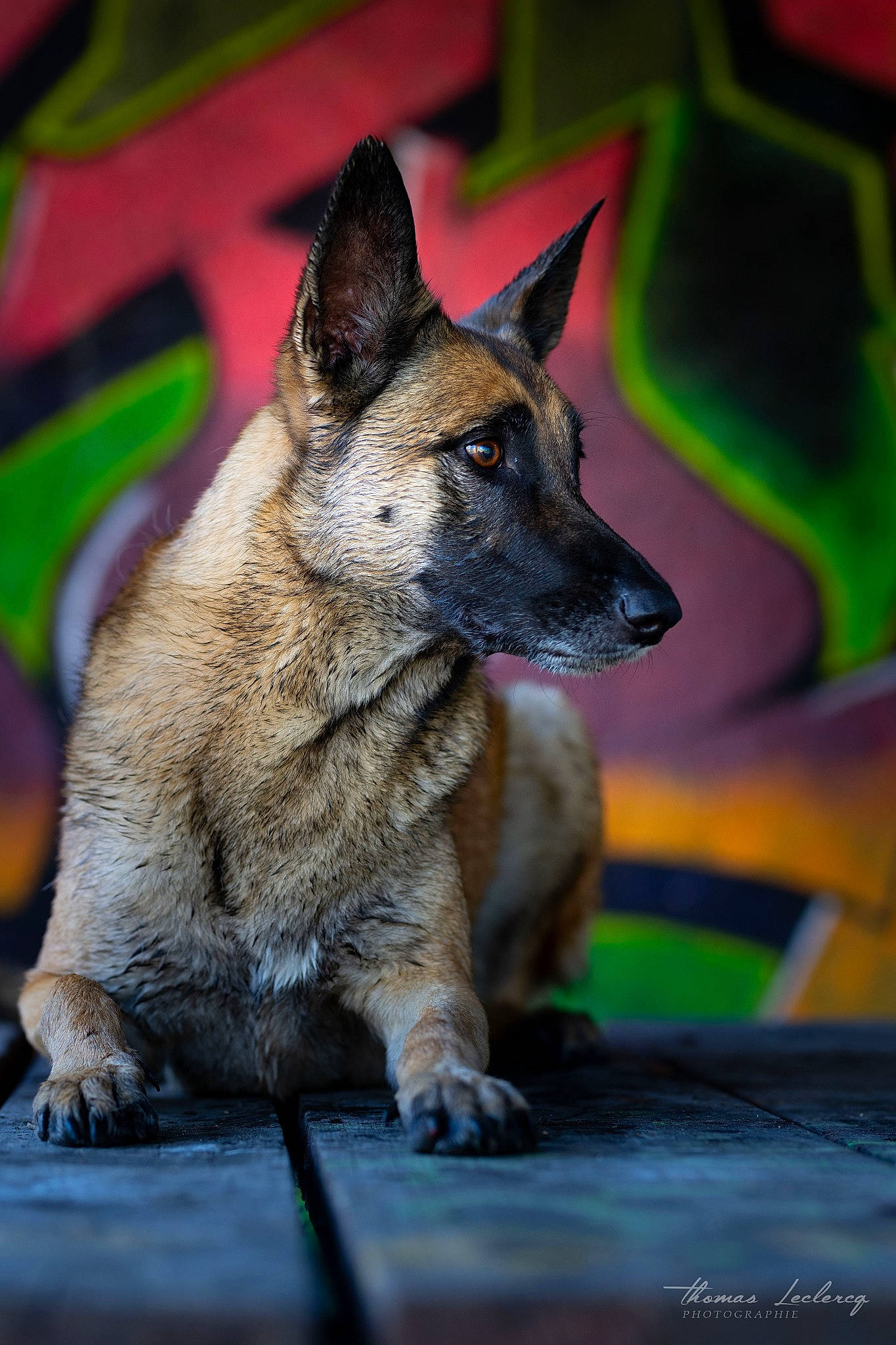 Jipsy participe au concours pour gagner de l'argent avec cette photo : belgian_shepherd_malinois, canidae, carnivore, colorfulness, dog, dog_breed, east_european_shepherd, fur, german_shepherd_dog, green, guard_dog, herding_dog, king_shepherd, police_dog, snout, working_dog