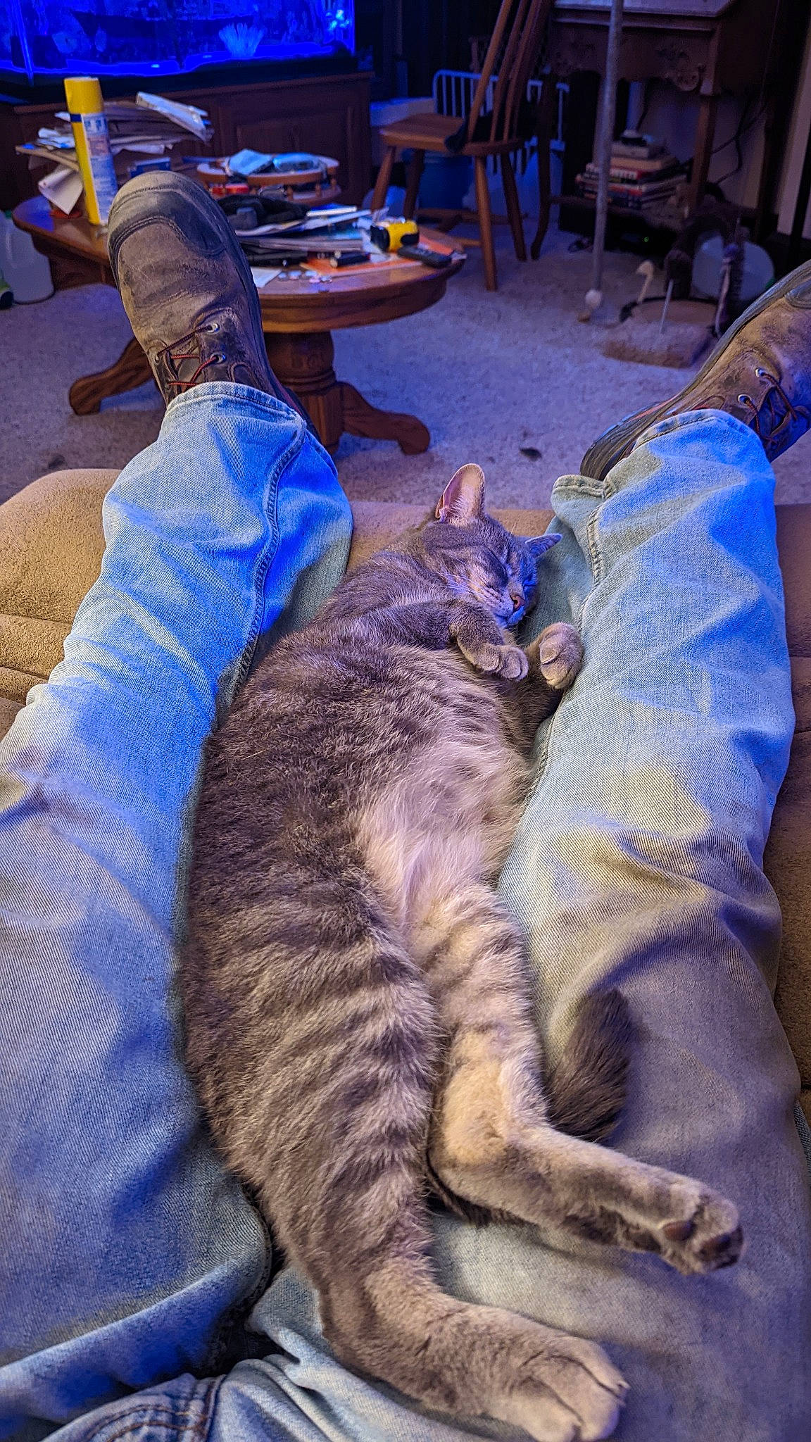 Keke is registered to the contest to win money with this photo: carnivore, cat, chair, claw, comfort, domestic_short_haired_cat, electric_blue, felidae, fun, fur, lap, nap, paw, sitting, sleep, small_to_medium_sized_cats, tail, whiskers