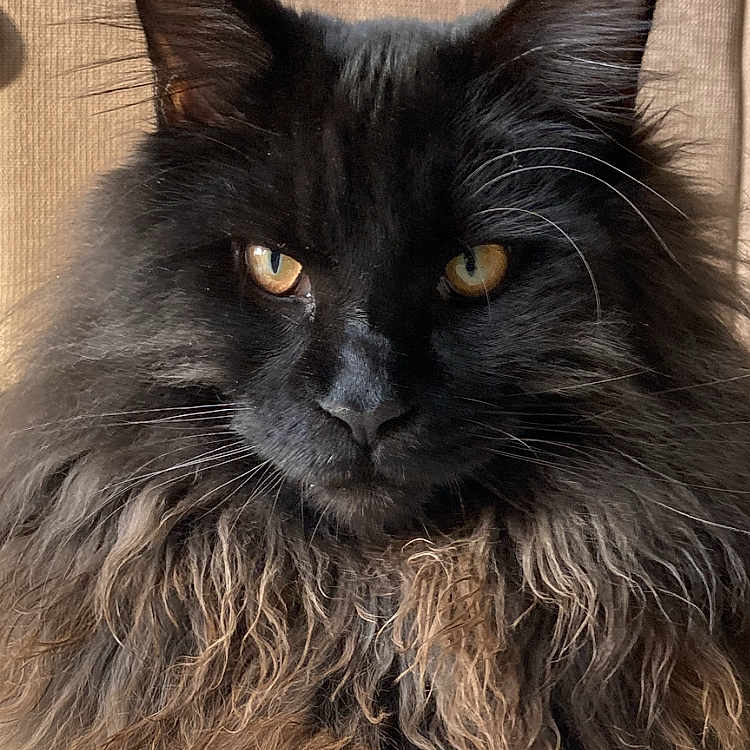 Aïko participe au concours pour gagner de l'argent avec cette photo : animal, black_cat, cat, close_up, cute, ears, face, feline, fluffy, fur, golden_eyes, indoor, long_hair, majestic, muzzle, paw, pet, portrait, resting, whiskers