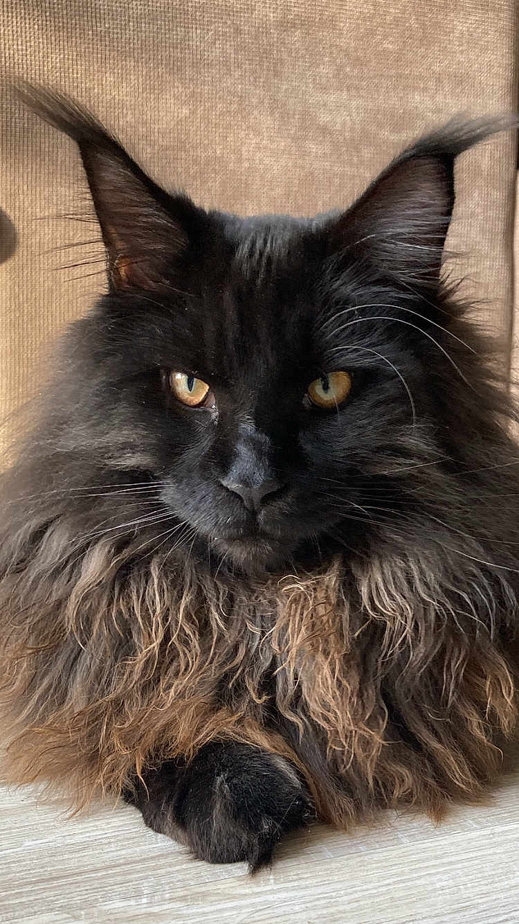 Aïko participe au concours pour gagner de l'argent avec cette photo : cat, black_cat, long_hair, fluffy, pet, animal, fur, whiskers, ears, face, portrait, indoor, close_up, golden_eyes, feline, cute, resting, muzzle, paw, majestic