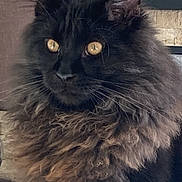 Aïko a rejoint le concours — aidez-le/la à gagner de superbes lots ! cat, black_cat, fluffy_fur, golden_eyes, indoor, portrait, pet, feline, close_up, domestic_animal, animal, mammal, whiskers, ears, face, curious, furry, cozy, background, framed_picture