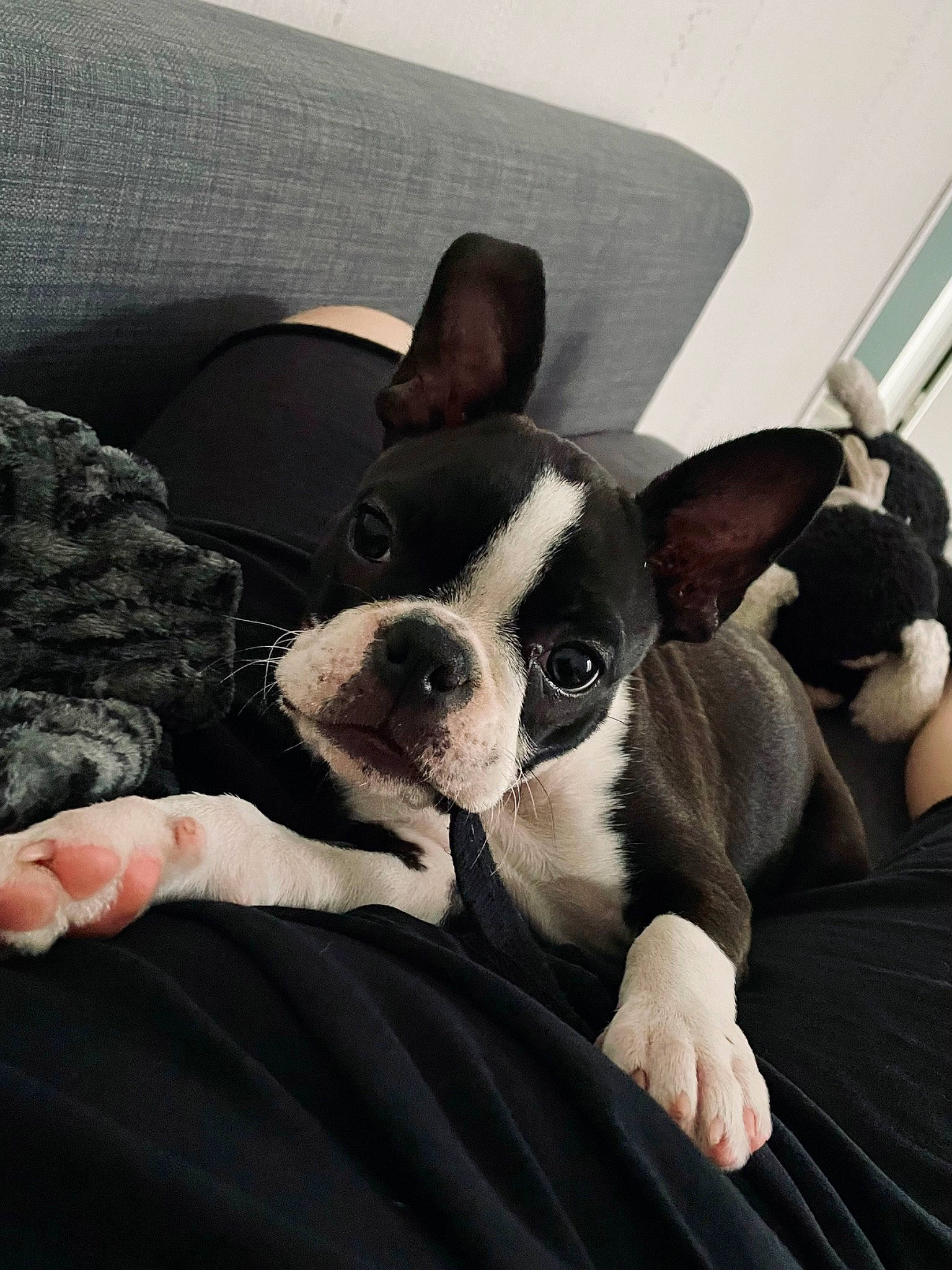 Thaïs participe au concours pour gagner de l'argent avec cette photo : boston_terrier, canidae, carnivore, comfort, companion_dog, dog, dog_breed, ear, fawn, fur, head, linens, non_sporting_group, puppy_love, snout, sporting_group, terrestrial_animal, toy_dog, whiskers, working_animal