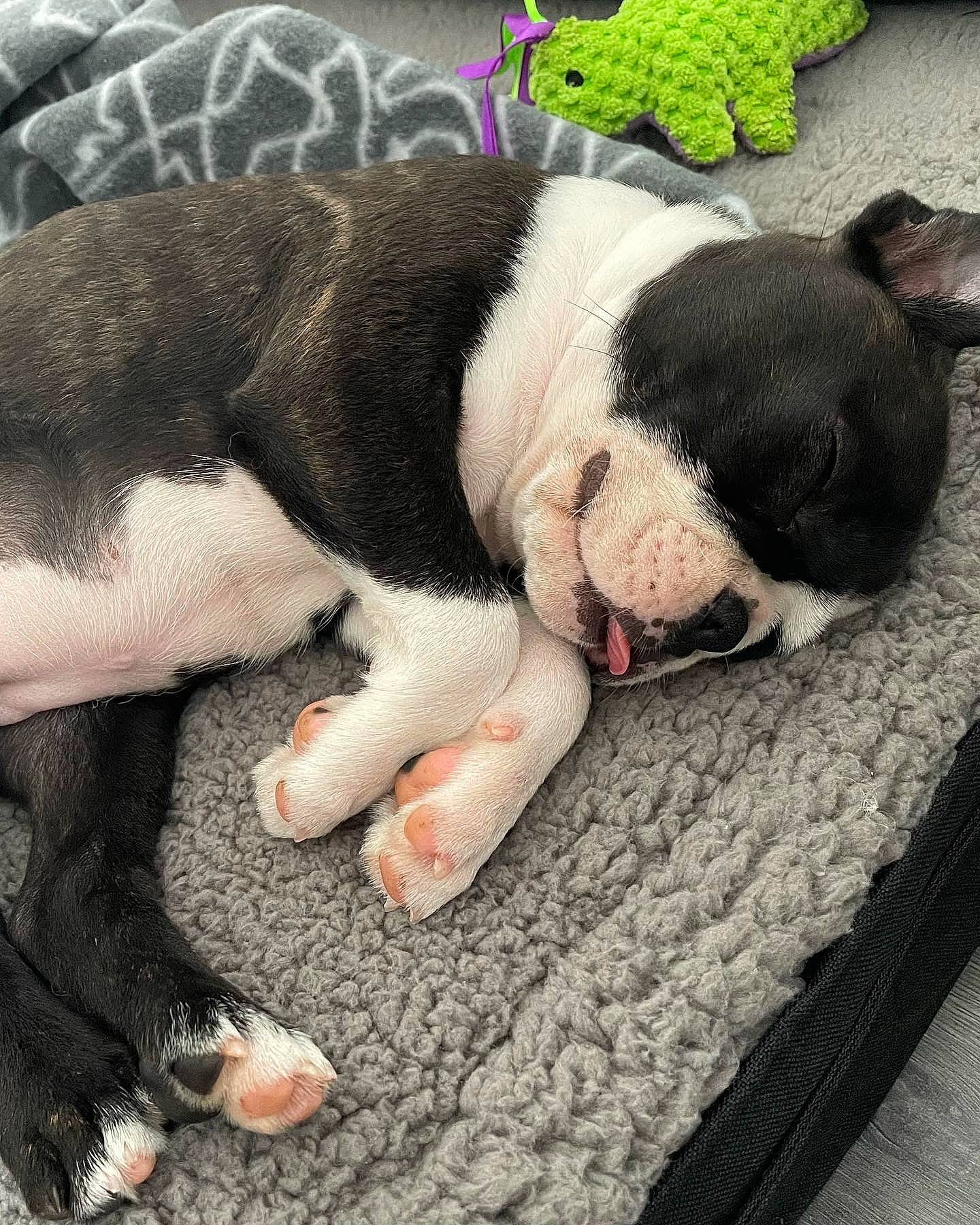 Thaïs a rejoint le concours — aidez-le/la à gagner de superbes lots ! canidae, carmine, carnivore, comfort, companion_dog, couch, dog, dog_breed, fur, grass, linens, nap, non_sporting_group, paw, photography, sporting_group, square, terrestrial_animal, toy_dog, working_animal