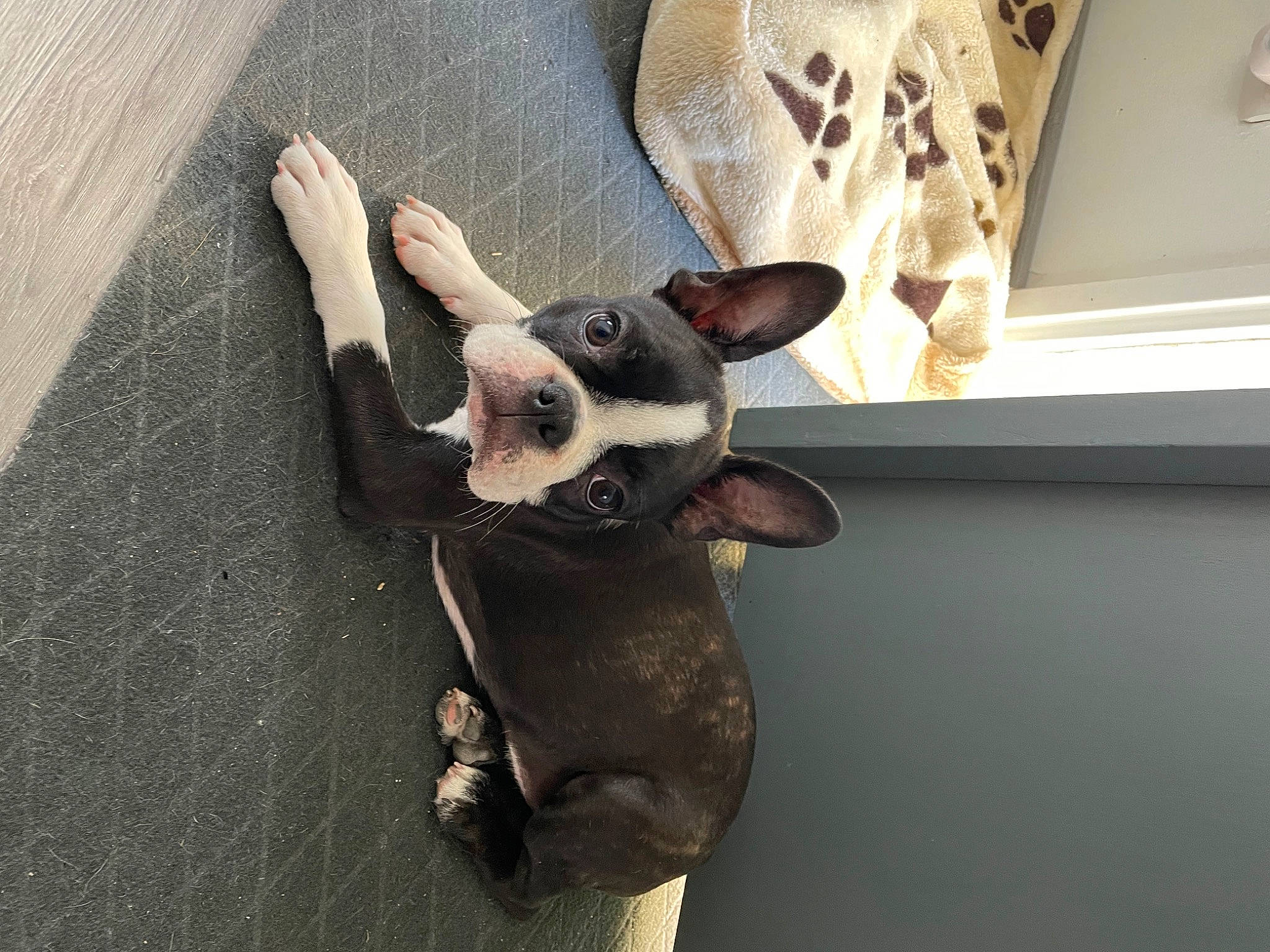 Thaïs participe au concours pour gagner de l'argent avec cette photo : carnivore, comfort, companion_dog, dog, dog_breed, ear, eyewear, fawn, felidae, flooring, grey, room, shadow, small_to_medium_sized_cats, snout, tail, toy_dog, whiskers, wood, working_animal