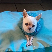 Bodie joined the competition — help win amazing prizes! dog, chihuahua, small_dog, white_dog, blue_sweater, cushion, indoor, pet, cute, animal, cozy, resting, looking_up, paws, fur, ears, floor, wooden_floor, portrait, domestic_animal