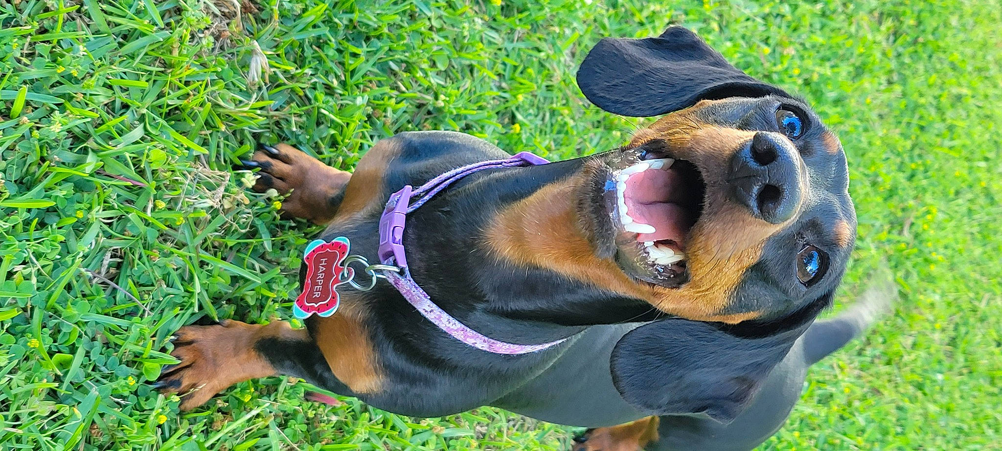 Harper joined the competition — help win amazing prizes! carnivore, collar, companion_dog, dog, dog_breed, dog_collar, dog_supply, eyewear, fawn, glasses, grass, hound, leash, personal_protective_equipment, pet_supply, plant, snout, sunglasses, toy, working_animal