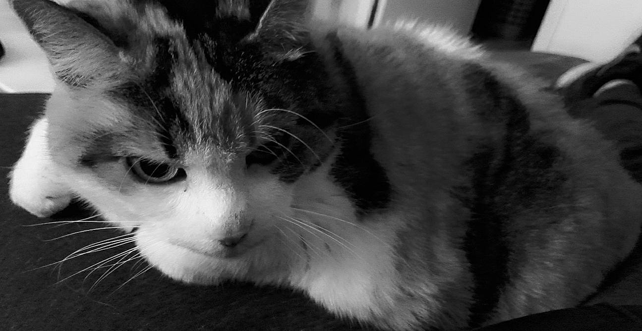 Foufoune participe au concours pour gagner de l'argent avec cette photo : carnivore, cat, domestic_short_haired_cat, felidae, fur, monochrome, monochrome_photography, paw, small_to_medium_sized_cats, snout, whiskers, window