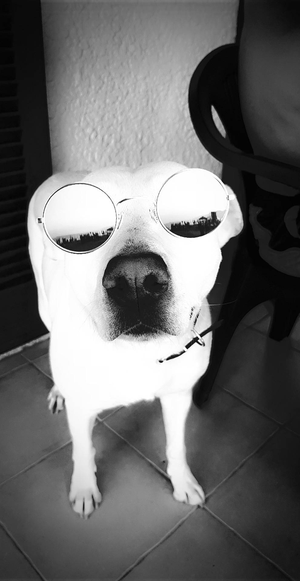 Irka participe au concours pour gagner de l'argent avec cette photo : black_and_white, bone, carnivore, companion_dog, dog, dog_breed, ear, eyewear, fang, glasses, grey, jaw, monochrome, monochrome_photography, snout, style, sunglasses, vision_care, whiskers, working_animal