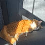 Buttercup is registered to the contest to win money with this photo: cat, orange_cat, sleeping, sunlight, couch, feline, pet, fur, cozy, nap, indoor, resting, cute, domestic_cat, whiskers, tail, relaxing, shadow, daylight, home