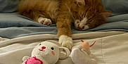 Buttercup is registered to the contest to win money with this photo: cat, sleeping, orange_cat, white_paws, stuffed_toy, bedspread, blue_blanket, white_blanket, indoor, cozy, pet, animal, resting, cute, soft_toys, fur, whiskers, relaxation, home, nap
