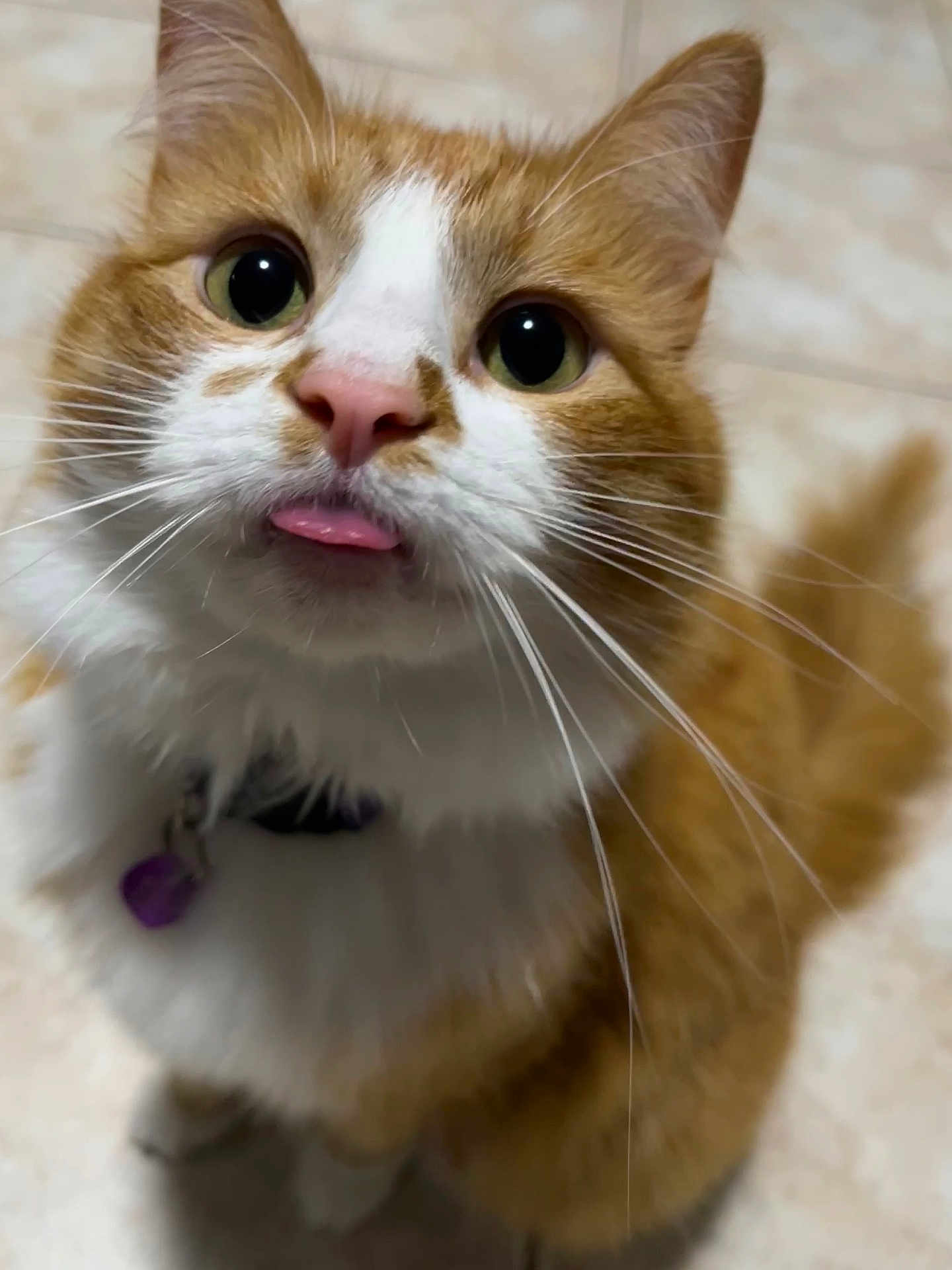 Buttercup is registered to the contest to win money with this photo: cat, orange_cat, white_fur, close_up, tongue_out, whiskers, pet, indoor, curious, cute, feline, collar, purple_collar, eyes, nose, fur, animal, mammal, domestic, playful