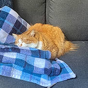 Buttercup is registered to the contest to win money with this photo: cat, orange_cat, sleeping, blanket, blue_blanket, checkered_blanket, couch, gray_couch, indoor, pet, feline, resting, cozy, fur, whiskers, animal, domestic_animal, relaxation, nap, comfort
