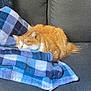 cat, orange_cat, sleeping, blanket, blue_blanket, checkered_blanket, couch, gray_couch, indoor, pet, feline, resting, cozy, fur, whiskers, animal, domestic_animal, relaxation, nap, comfort