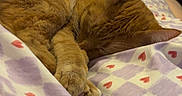 Pumpkin joined the competition — help win amazing prizes! animal, bed, blanket, cat, comfort, cozy, cute, fur, heart_pattern, home, indoor, orange_cat, paw, pet, purple, relaxed, resting, sleeping, soft, white
