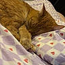 animal, bed, blanket, cat, comfort, cozy, cute, fur, heart_pattern, home, indoor, orange_cat, paw, pet, purple, relaxed, resting, sleeping, soft, white