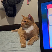 Pumpkin is registered to the contest to win money with this photo: bed, cat, computer, cozy, domestic_animal, feline, fur, ginger_cat, home, indoor, jacket, keyboard, laptop, looking_away, orange_cat, pet, quilted_bedspread, relaxing, technology, wall