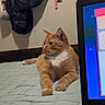 bed, cat, computer, cozy, domestic_animal, feline, fur, ginger_cat, home, indoor, jacket, keyboard, laptop, looking_away, orange_cat, pet, quilted_bedspread, relaxing, technology, wall