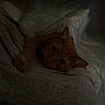 Pumpkin joined the competition — help win amazing prizes! animal, blanket, cat, cozy, curious, cute, domestic_animal, fur, hidden, indoor, low_light, orange_cat, paw, pet, quiet, resting, shadow, sheet, sleepy, soft_texture