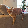 Pumpkin is registered to the contest to win money with this photo: animal, cat, christmas_tree, couch, cozy, curious, decor, domestic_animal, furniture, holiday_decor, home, indoor, living_room, natural_light, orange_tabby, ornaments, paw, pet, relaxed, window