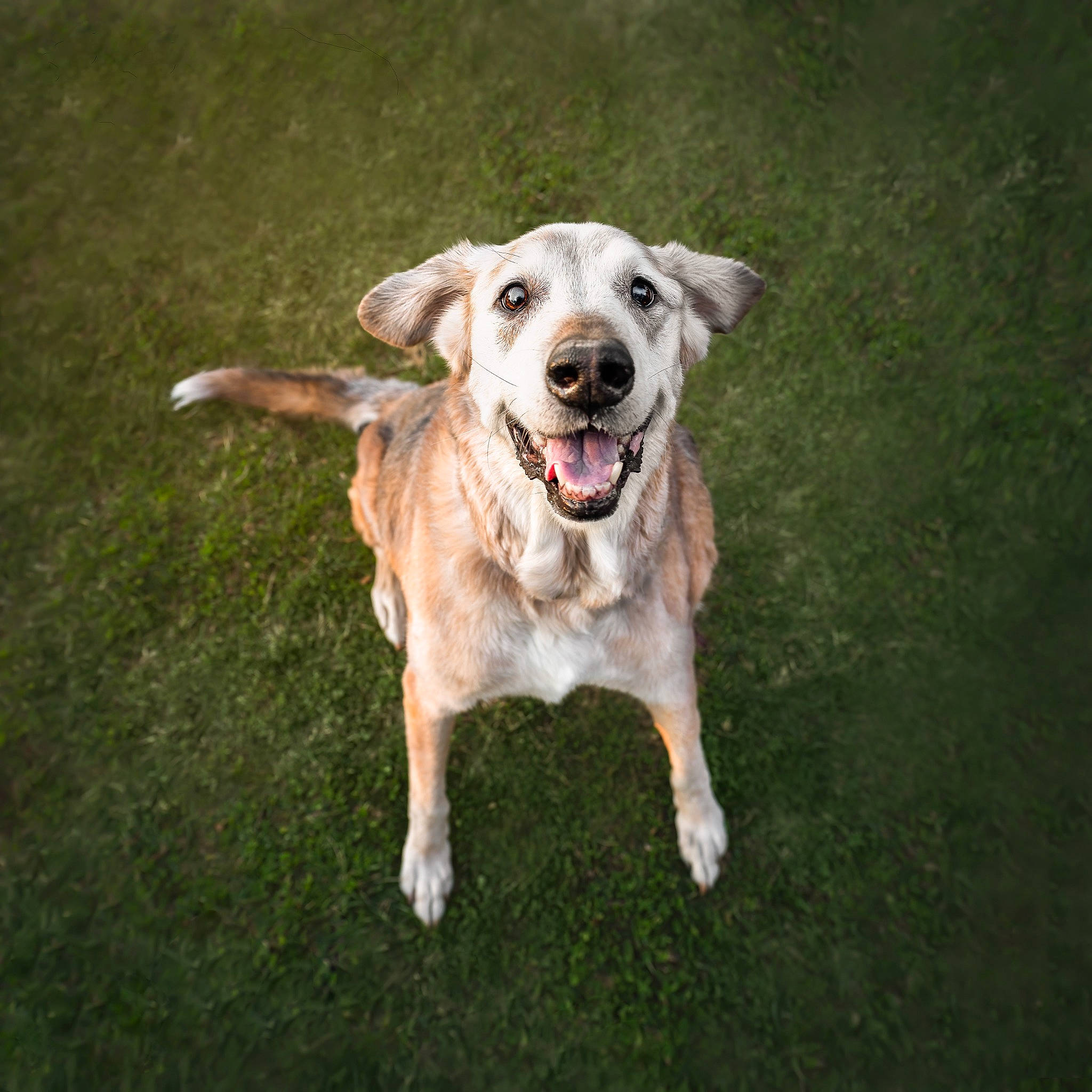 Sasha is registered to the contest to win money with this photo: canidae, carnivore, collar, companion_dog, dog, dog_breed, dog_collar, dog_supply, fawn, grass, gun_dog, labrador_retriever, pet_supply, plant, snout, soil, sporting_group, tail, working_animal, working_dog