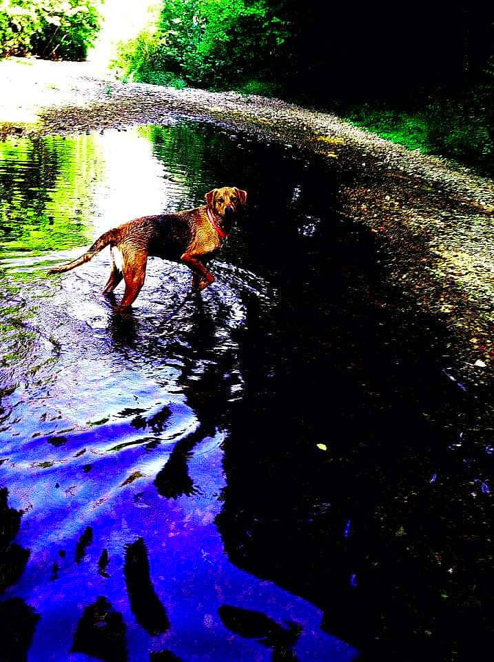 Sasha joined the competition — help win amazing prizes! body_of_water, canidae, carnivore, dog, forest, grass, landscape, leisure, natural_landscape, people_in_nature, plant, recreation, riparian_zone, soil, sporting_group, spring, stream, tree, water, watercourse