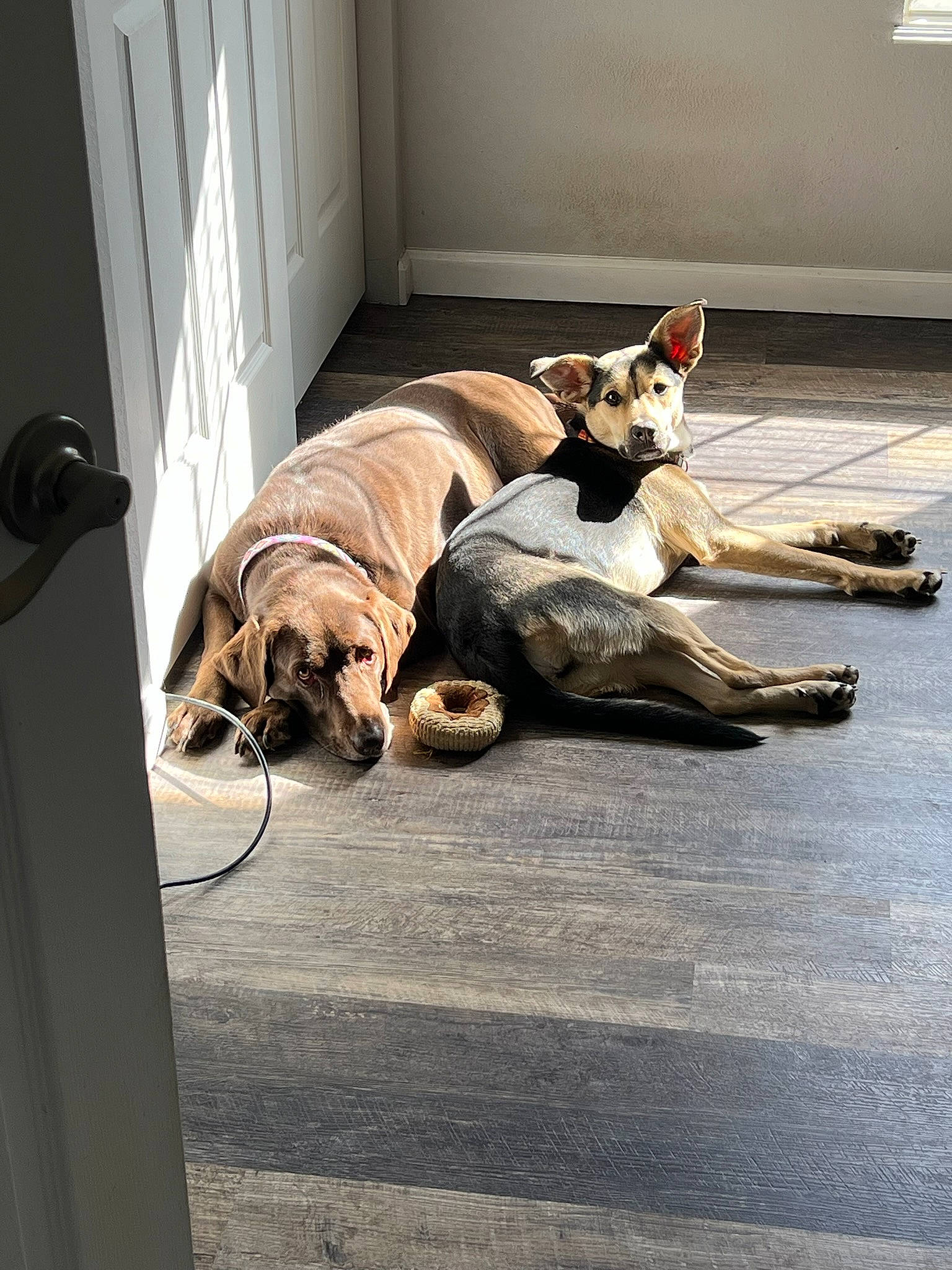 Raven is registered to the contest to win money with this photo: carnivore, comfort, companion_dog, dog, dog_breed, fawn, felidae, flooring, fur, hardwood, paw, road_surface, sitting, snout, sporting_group, tail, whiskers, window, wood, working_animal