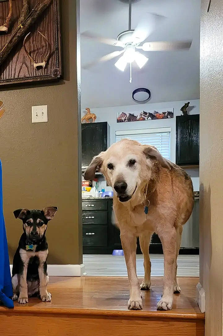 Raven joined the competition — help win amazing prizes! blue, canidae, carnivore, ceiling_fan, companion_dog, dog, dog_breed, fawn, floor, flooring, fur, hardwood, interior_design, mechanical_fan, picture_frame, room, snout, sporting_group, wood, working_animal