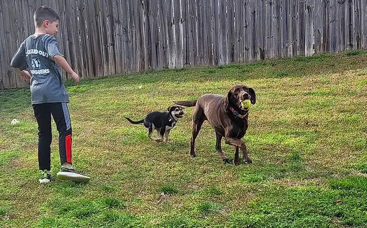 Raven joined the competition — help win amazing prizes! animal_sports, canidae, carnivore, companion_dog, dog, dog_breed, dog_sports, dog_walking, fence, grass, guard_dog, gun_dog, leash, montenegrin_mountain_hound, recreation, sporting_group, sports, tail, working_animal, working_dog