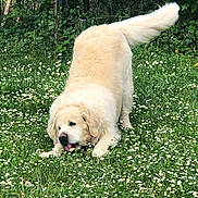 Melba participe au concours pour gagner de l'argent avec cette photo : dog, golden_retriever, grass, flowers, outdoor, pet, playful, animal, nature, greenery, field, canine, fur, tail, summer, spring, mammal, cute, domestic_animal, happy