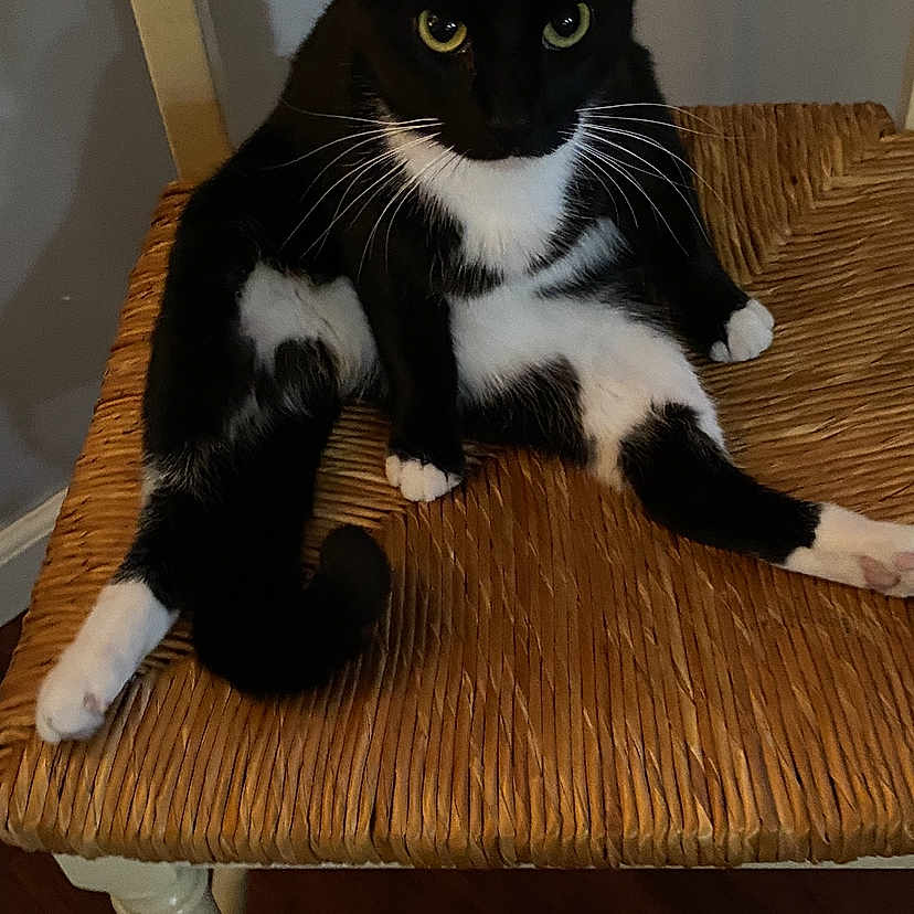 Kitty is registered to the contest to win money with this photo: animal, black_and_white, cat, chair, curious, cute, domestic_cat, feline, fur, indoor, looking, paw, pet, relaxed, sitting, tail, tuxedo_cat, whiskers, wooden_floor, woven_chair