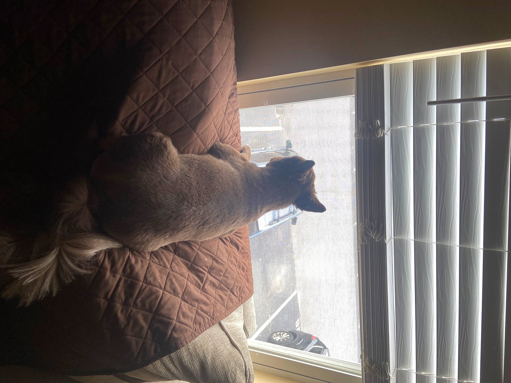 Bear joined the competition — help win amazing prizes! carnivore, cat, comfort, fawn, felidae, flooring, fur, hardwood, human_leg, sash_window, shade, small_to_medium_sized_cats, tail, tints_and_shades, whiskers, window, window_blind, window_covering, window_treatment, wood