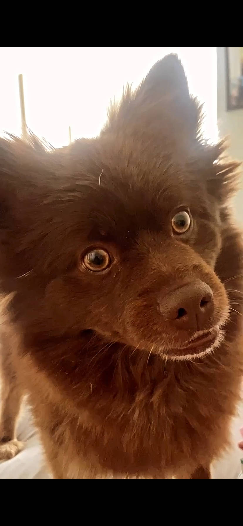 Bear joined the competition — help win amazing prizes! canidae, carnivore, companion_dog, dog, dog_breed, ear, fawn, fur, liver, snout, sporting_group, terrestrial_animal, whiskers, working_animal