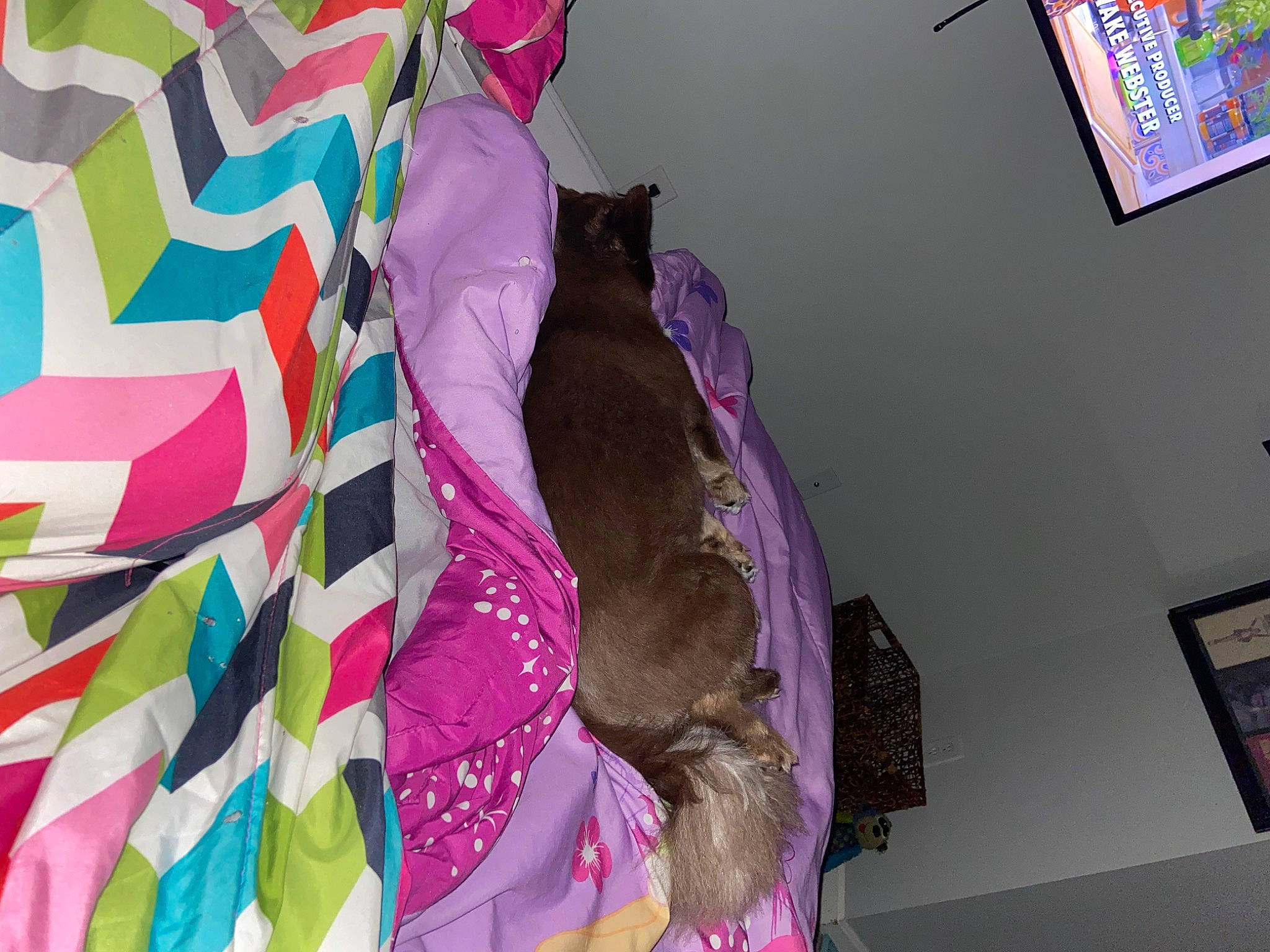 Bear joined the competition — help win amazing prizes! art, carmine, costume, event, fashion_accessory, fashion_design, feather, fictional_character, fur, linens, magenta, paper, paper_product, pattern, picture_frame, pink, purple, room, sleeve, visual_arts