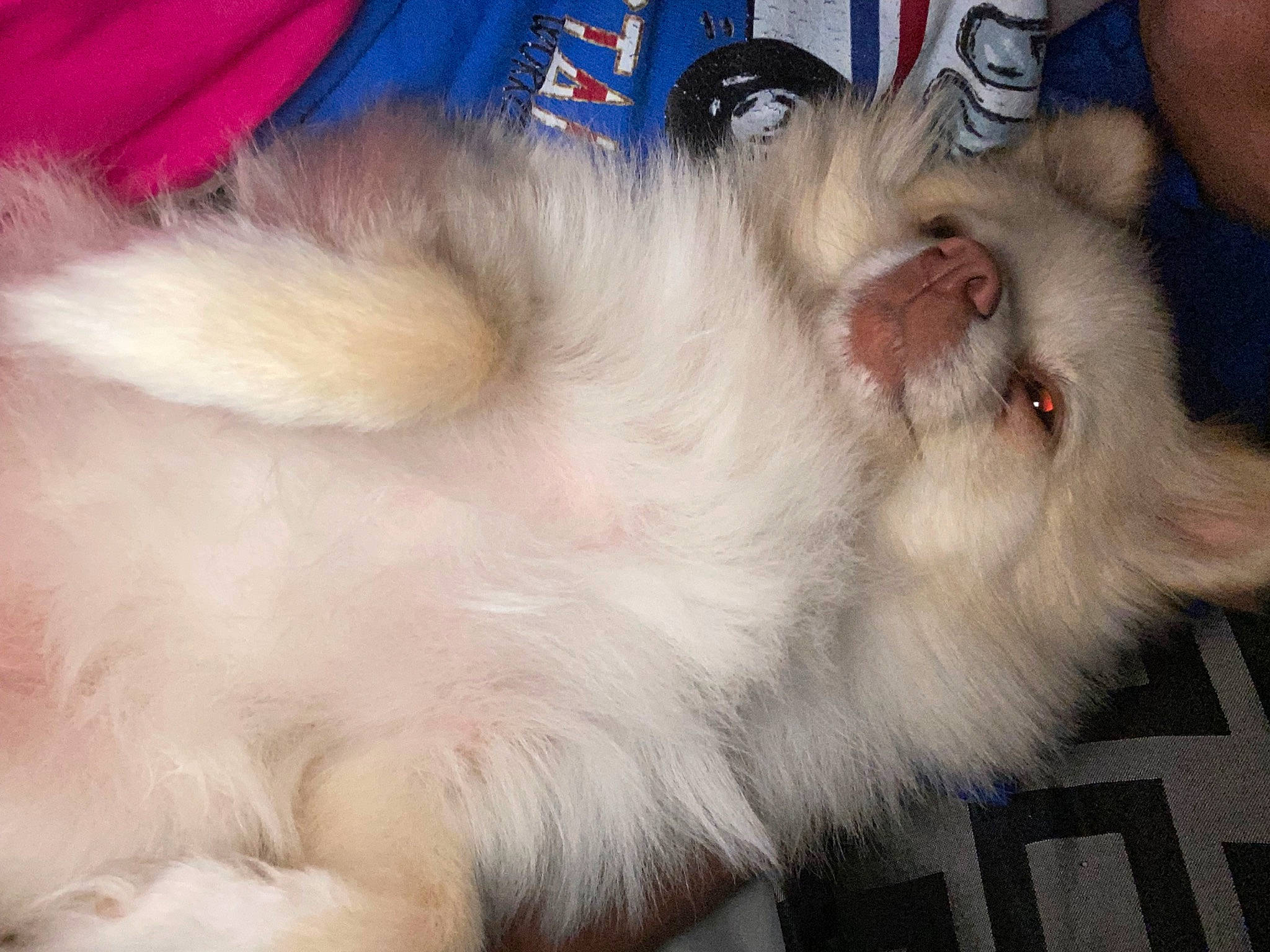 Lilyann joined the competition — help win amazing prizes! canidae, carnivore, cat, claw, comfort, companion_dog, dog_breed, domestic_short_haired_cat, ear, eye, fang, fawn, felidae, fur, head, paw, small_to_medium_sized_cats, snout, tail, whiskers