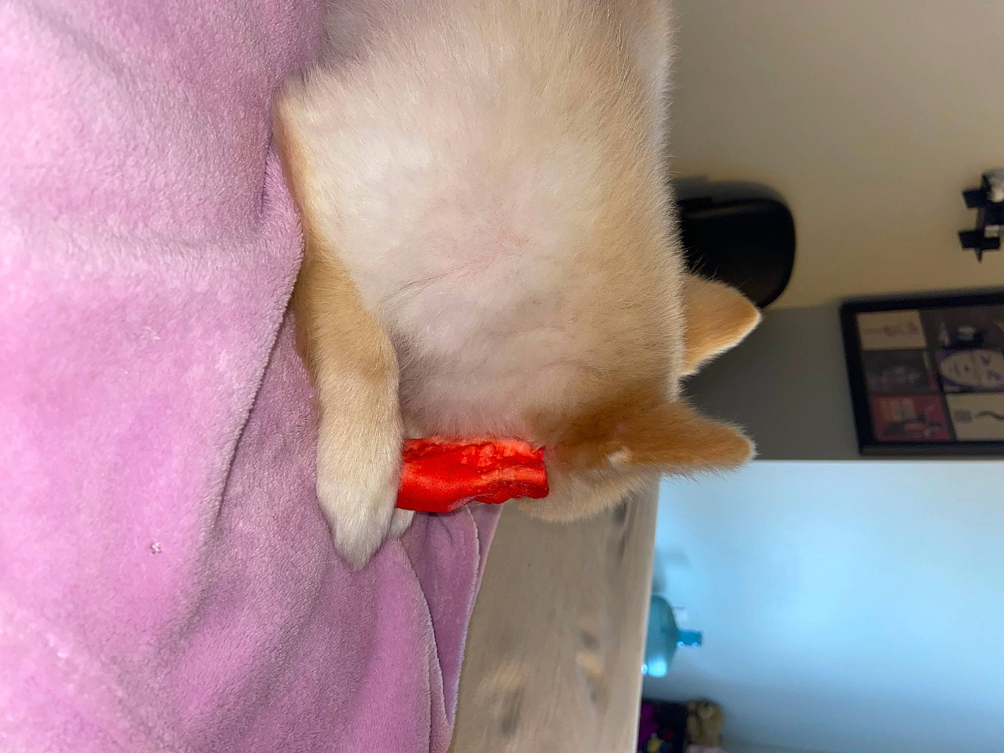 Lilyann joined the competition — help win amazing prizes! carnivore, cat, claw, comfort, felidae, flesh, flooring, foot, fur, gesture, human_leg, magenta, nail, paw, petal, picture_frame, small_to_medium_sized_cats, tail, whiskers, wrist