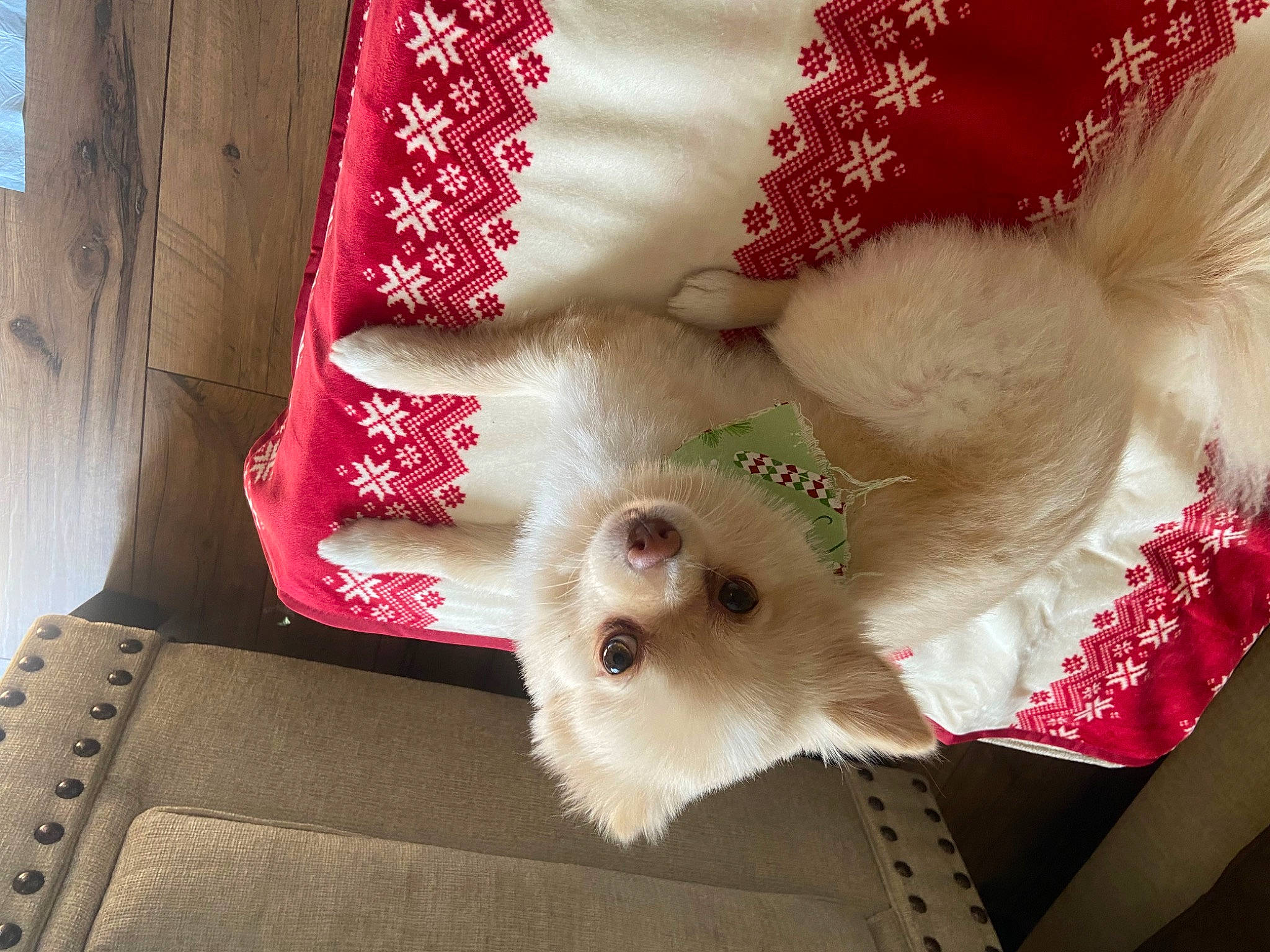 Lilyann joined the competition — help win amazing prizes! carmine, carnivore, companion_dog, dog_breed, dog_supply, fashion_accessory, fawn, felidae, fur, hat, linens, mammal, paw, plush, small_to_medium_sized_cats, stuffed_toy, sunglasses, toy, whiskers, wool