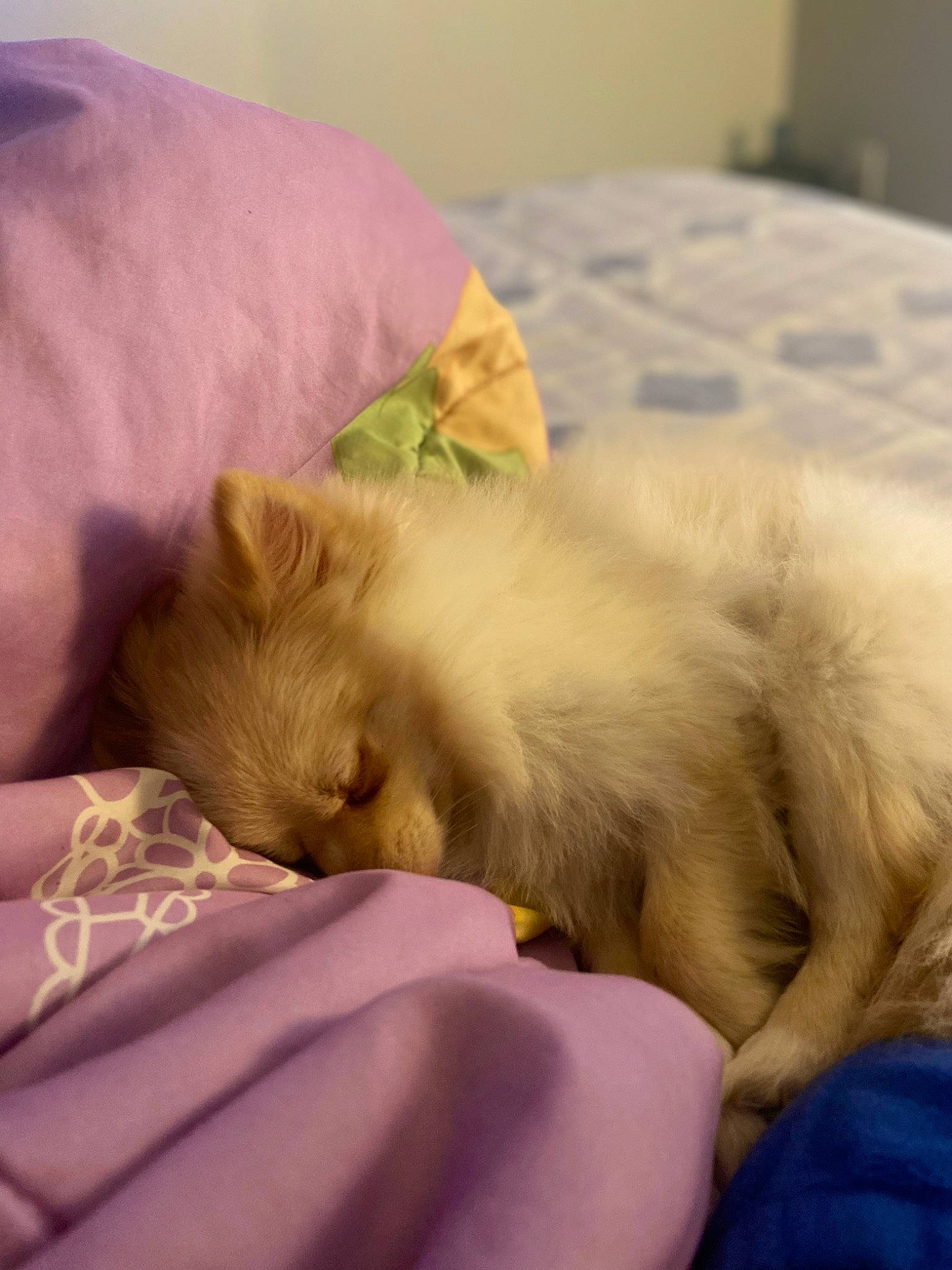 Lilyann is registered to the contest to win money with this photo: bed, bedtime, canidae, carnivore, cat, claw, comfort, companion_dog, dog_breed, fawn, felidae, fur, linens, nap, paw, small_to_medium_sized_cats, snout, sporting_group, tail, whiskers